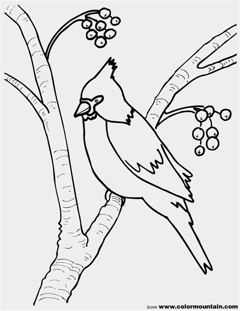Cardinal Bird Drawings Sketch Coloring Page