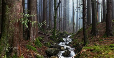 Misty Forest Stream | Foggy forest, Misty forest, Forest