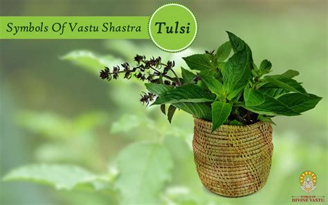 Tulsi Basil Is A Sacred Plant That Symbolizes Spirituality Every