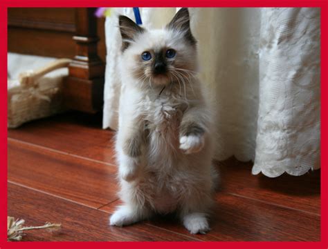 Top 20 Cutest Cat Breeds Amo Images