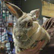 Brother Wolf Animal Rescue - 17 Photos & 16 Reviews - Animal Shelters