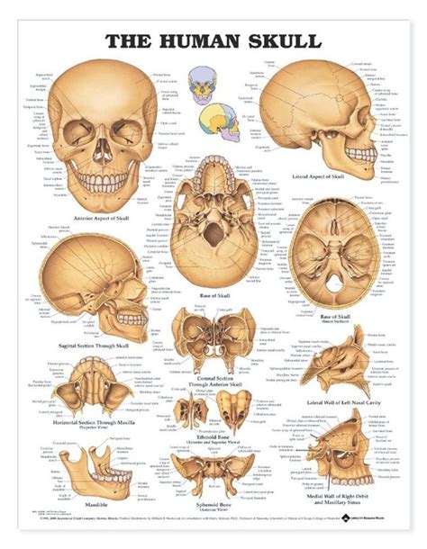 The Human Skull Laminated Anatomical Chart Skull Anatomy Human Skull