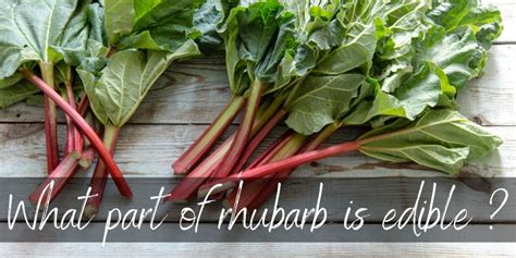 What Part Of Rhubarb Is Edible And What Part Is Poisonous Foodiosity