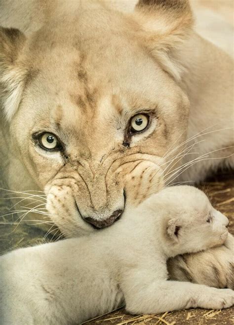 Rare White Lion Cubs Born At Skopje Zoo Are A Surprise To Keepers