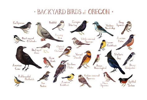 Winkeler's wings and wildlife opens the picture of southern illinois wilds by dale bowman may 28, 2021, 7:31am cdt share this story Oregon Backyard Birds Field Guide Art Print / Watercolor