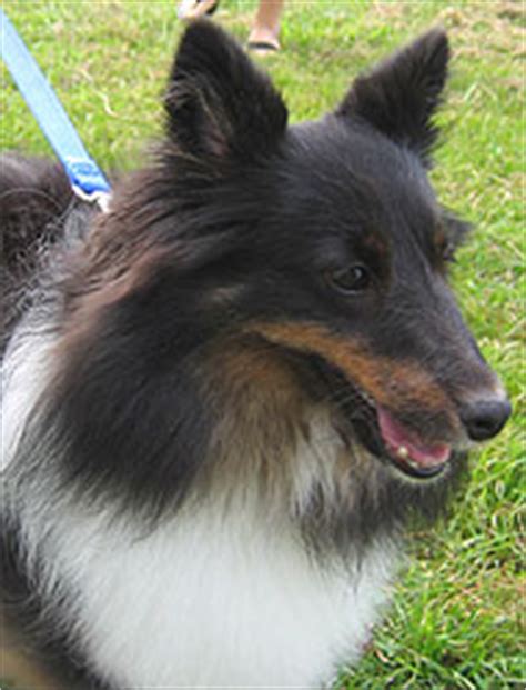 shetland sheepdog herding dog breeds    dog encyclopedia dogs  depthcom