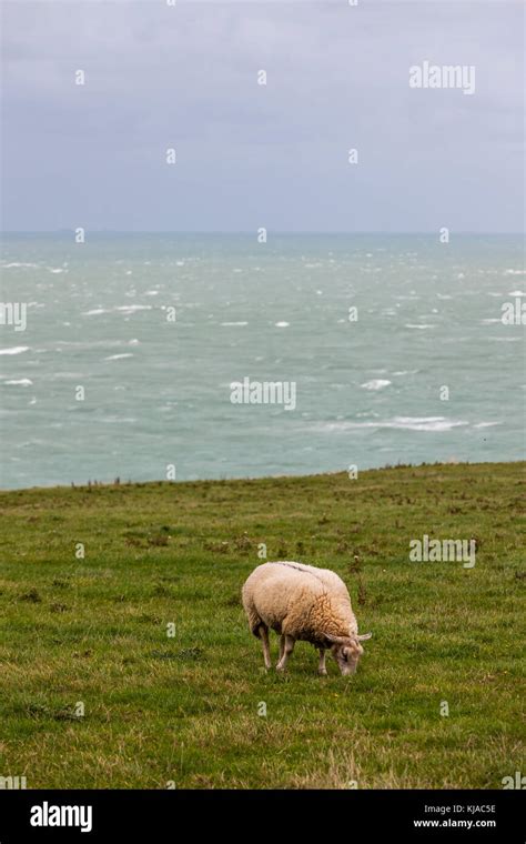 French Rare Breed Sheep Boulonnais Grazing On Le Cap Gris Nez France