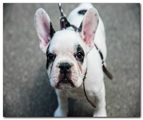 We love our little frenchies and prefer outgoing bully dogs that melt in your arms. French bulldog rescue california | Dogs, breeds and ...