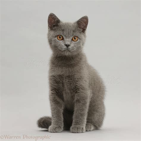 Blue British Shorthair Kitten Sitting On Grey Background Photo Wp41968