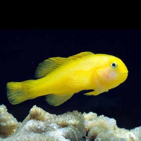 Yellow Clown Goby Gobiodon Okinawae Saltwater Aquarium Fish Fresh