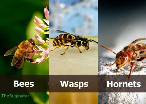 Bee Vs Wasp Vs Hornet 15 Ways To Identify Differences Compared 🪰 The Buginator
