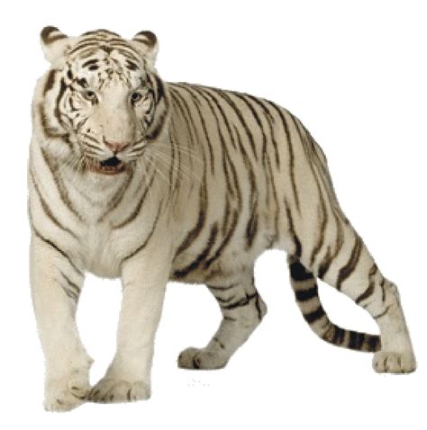 White Tiger PNG Transparent Images | PNG All