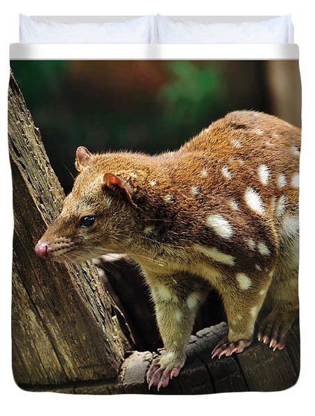 Spotted Tail Quoll 2 Photograph By Kaye Menner