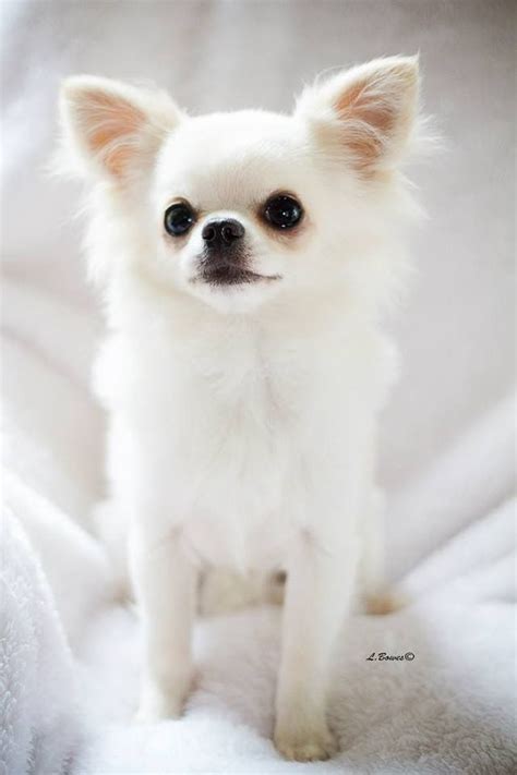 White Fluffy Chihuahua Dog Pets Lovers