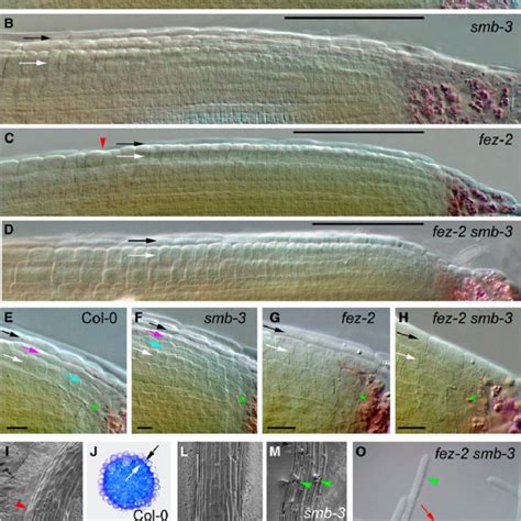 Structure Of The Arabidopsis Root Meristem A Schematic Diagram With
