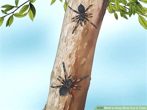 3 Ways To Keep Birds Out Of Trees Wikihow