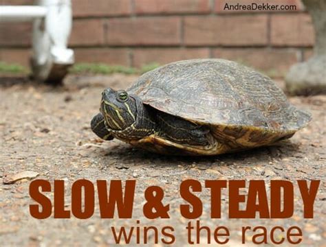 Slow And Steady Wins The Race Andrea Dekker