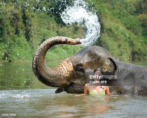 Elephant Spraying Photos And Premium High Res Pictures Getty Images