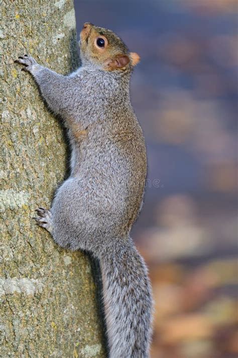 Grey Squirrel Climbing Up A Tree Stock Photo Image Of Animal