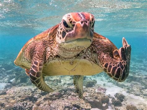 A Photo Of A Grumpy Sea Turtle Apparently Giving The Finger Won The Top