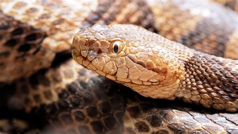 Venomous Snakes In Ohio 3 Poisonous And Deadly Species