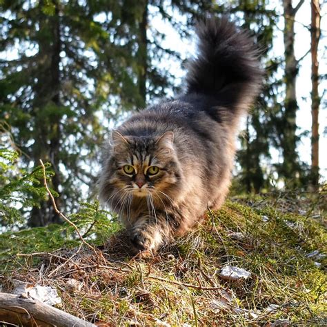 Patrolling The Forest Maybe The Weekend Is Still Here🌞🐾🐾