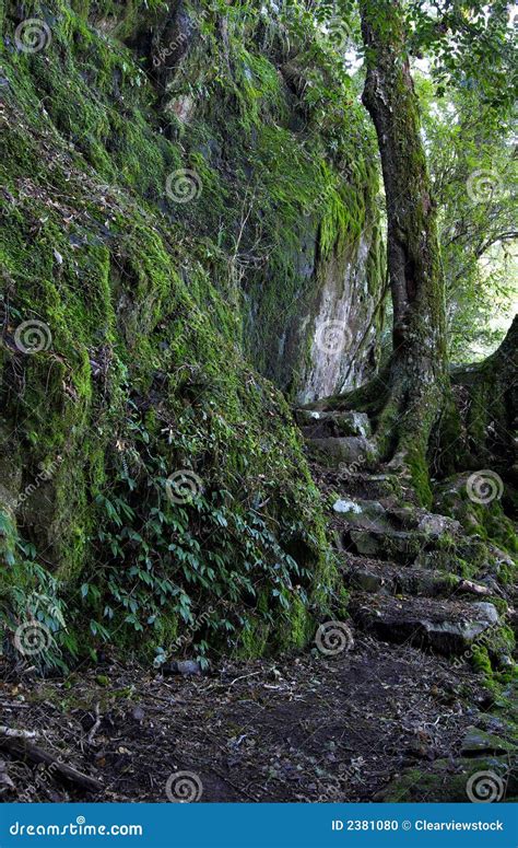 Rainforest Path Stock Photo Image Of Wind Natural Forest 2381080