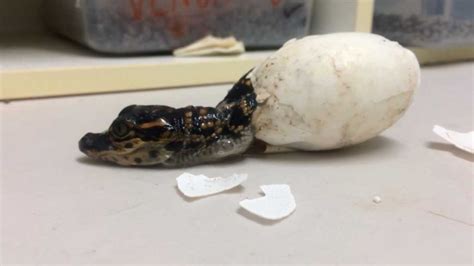 Baby Alligator Hatching Caught On Camera At Australian Reptile Park