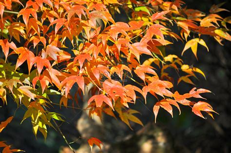 Autumn Red Maple Leaf Picture And Hd Photos Free Download On Lovepik