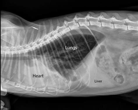 Radiography Melton Veterinary Clinic