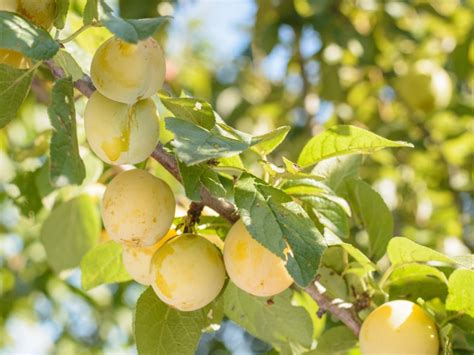 Tips And Information About Plum Trees Gardening Know How