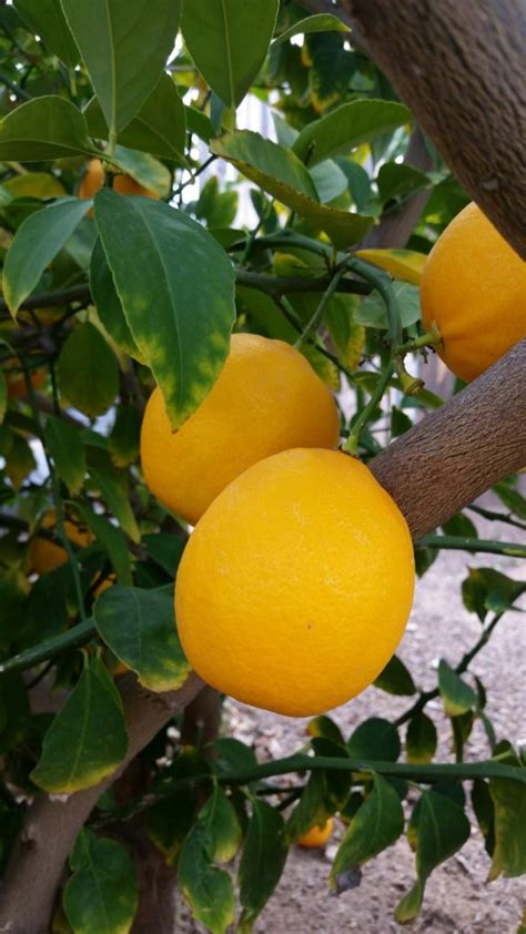 Semi-Dwarf Improved Meyer Lemon - Harlow Gardens