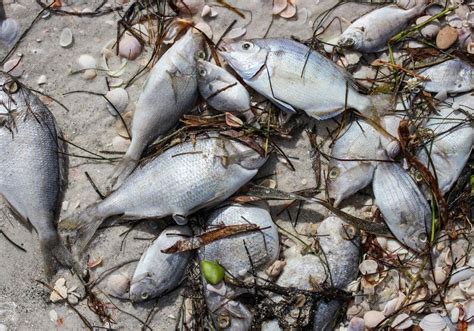 Toxic Red Tide Kills Countless Fish As It Moves Up Florida S Coast The Scientist Magazine