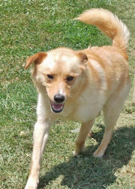 Then get ready to meet your new best friend! Free Pet Adoption Pittsburgh - Animal Friends