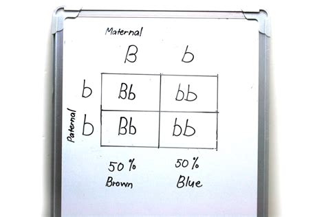 It is a graph that takes the genotypes of the parents to. How to Make a Punnett Square: 13 Steps (with Pictures ...