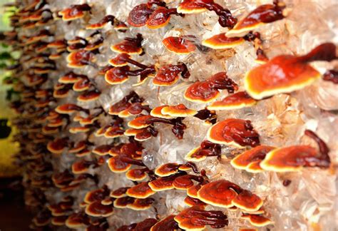 Health Benefits Of Reishi Mushrooms Growing Organic