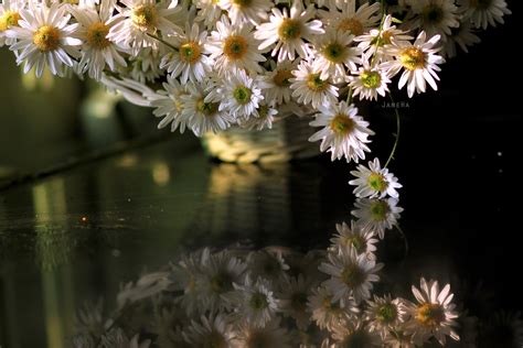 Reflection Flowers Wallpapers Wallpaper Cave