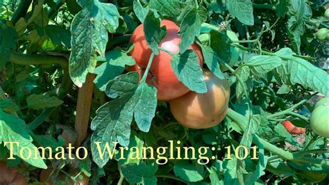 A Beginners Guide To Pruning And Trellising Tomatoes Youtube