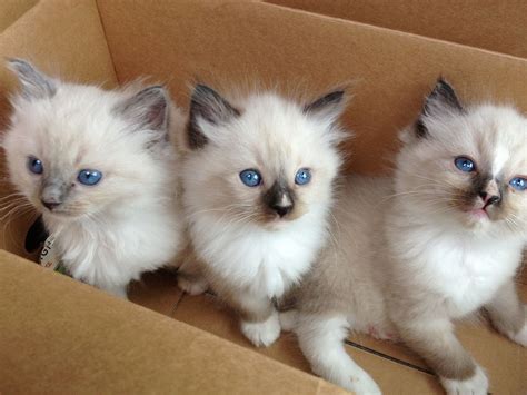 Ragdoll Kittens For Adoption A True Smile