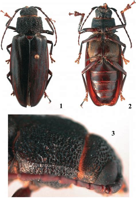 Physopleurus Erikae Sp Nov Holótipo Fêmea 1 Vista Dorsal 2 Vista