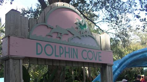 Dolphin Cove 1 17 15 326pm Seaworld Orlando Youtube