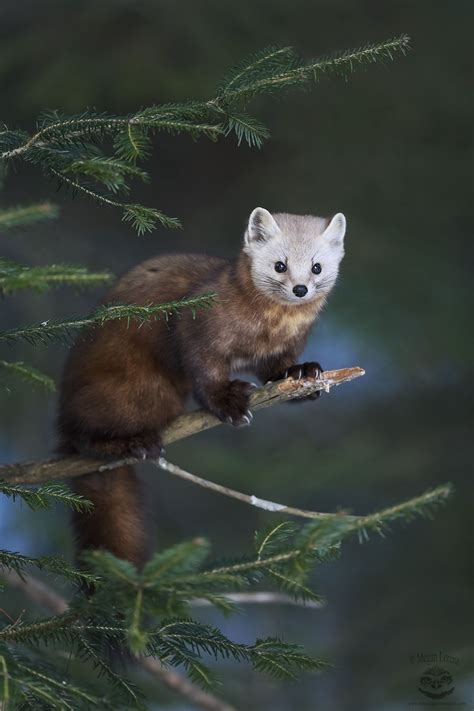 Pine Marten Хорьки Млекопитающие Фотографии животных