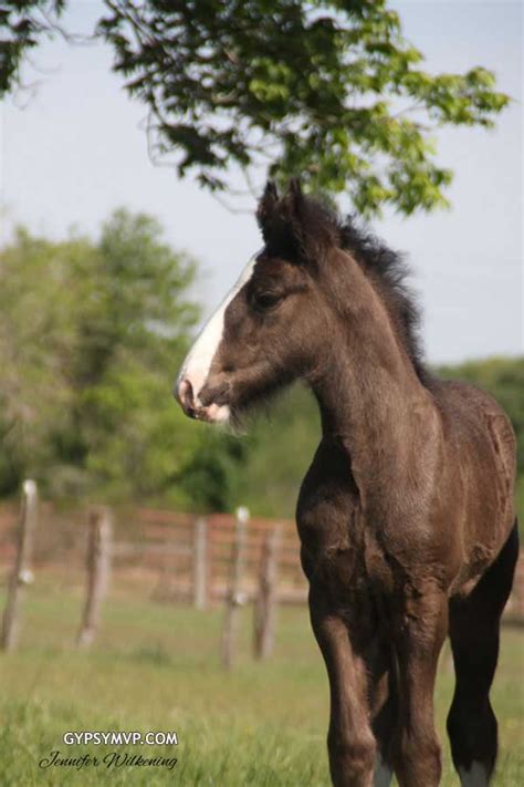 Gypsy Vanner Horses For Sale Colt Black Black Ice