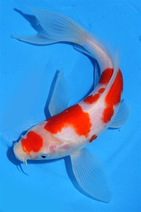 394 Best Images About Koi On Pinterest Japanese Koi Fish Varieties