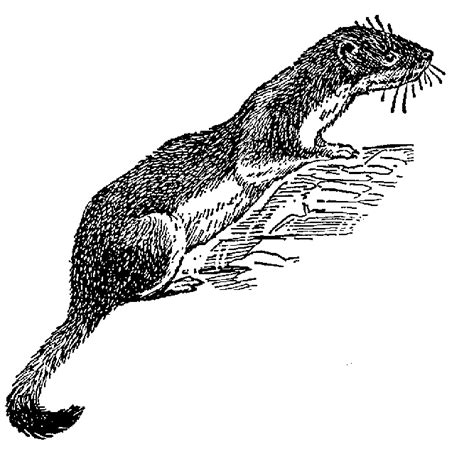 Weasel Clipart Black And White Clip Art Library