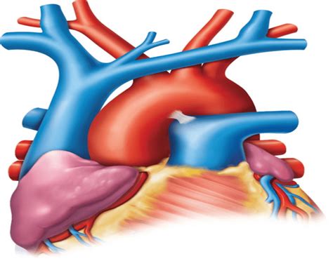 These vessels transport blood cells, nutrients, and oxygen to the tissues of the body. The major blood vessels associated with the heart