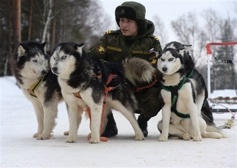 Unique Look At The Dog Training Center Of Russian Military Siberian