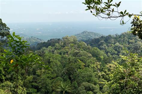 It is a catchment area and the closest forest reserve to johor bahru. Gunung Pulai in Johor - Rainforest Journal