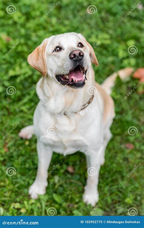 Happy Labrador Retriever Dog Sitting On The Grass Open Mouth Portrait