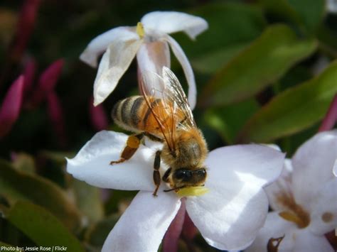 It continues to gain in popularity and. Interesting facts about jasmine | Just Fun Facts